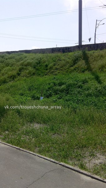 На столичной Троещине нашли "плантацию" конопли у дороги